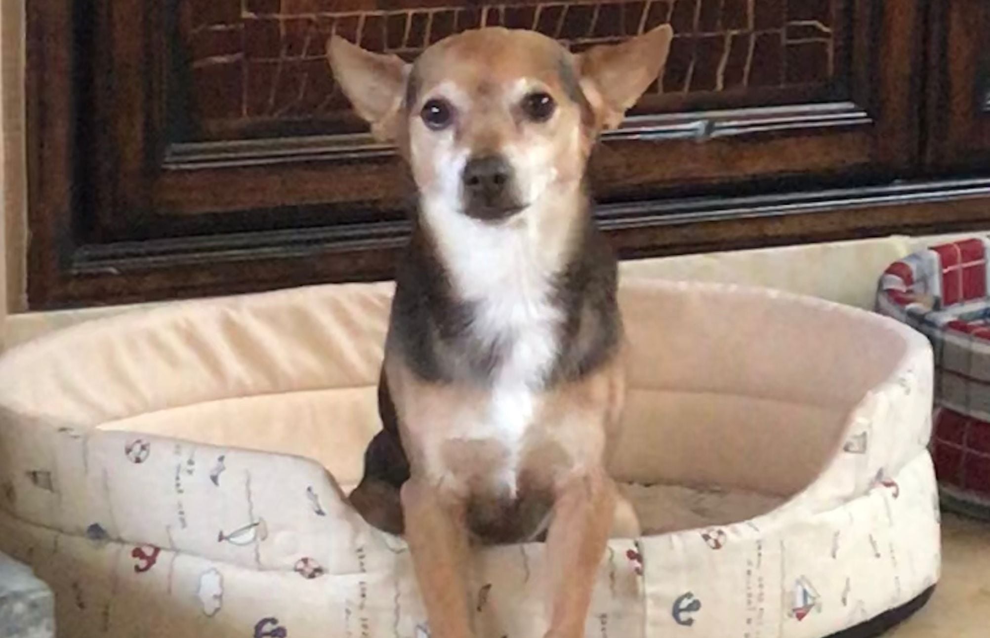 Da Giugliano ad Alessandria: ritrovato il cane Jeff rubato insieme all’auto dove si trovava