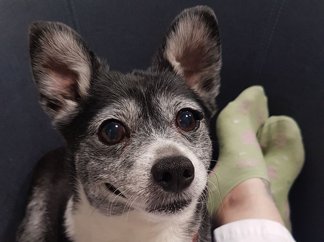 Addio al cane Charlie la mascotte dell’hospice Il Gelso di Alessandria