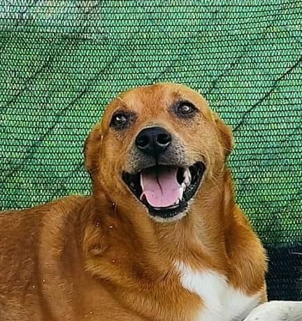 Cane Leo mangia boccone avvelenato e muore. Cuore di Zampa Valenza “fate attenzione”