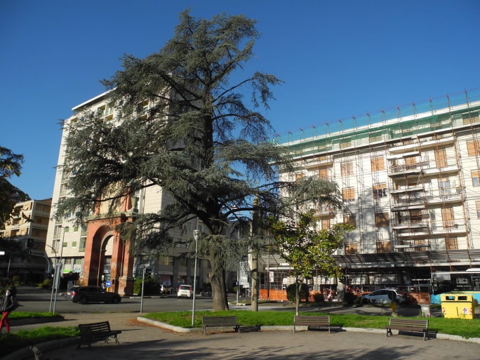 Ad Alessandria sarà abbattuto un cedro in piazza Matteotti: “Motivi di sicurezza”