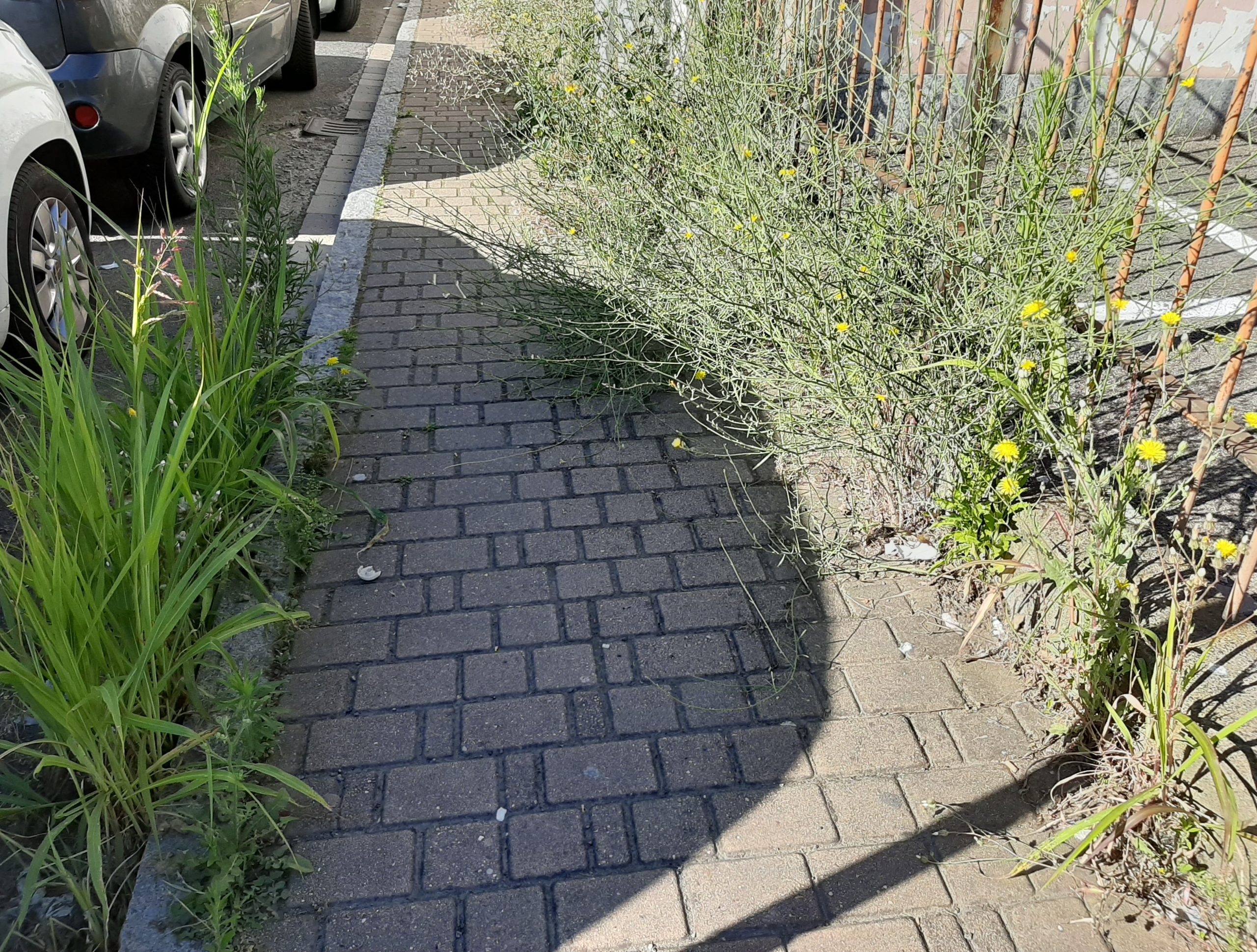 Manutenzione del verde pubblico ad Alessandria e sobborghi: così la città si rifà il trucco