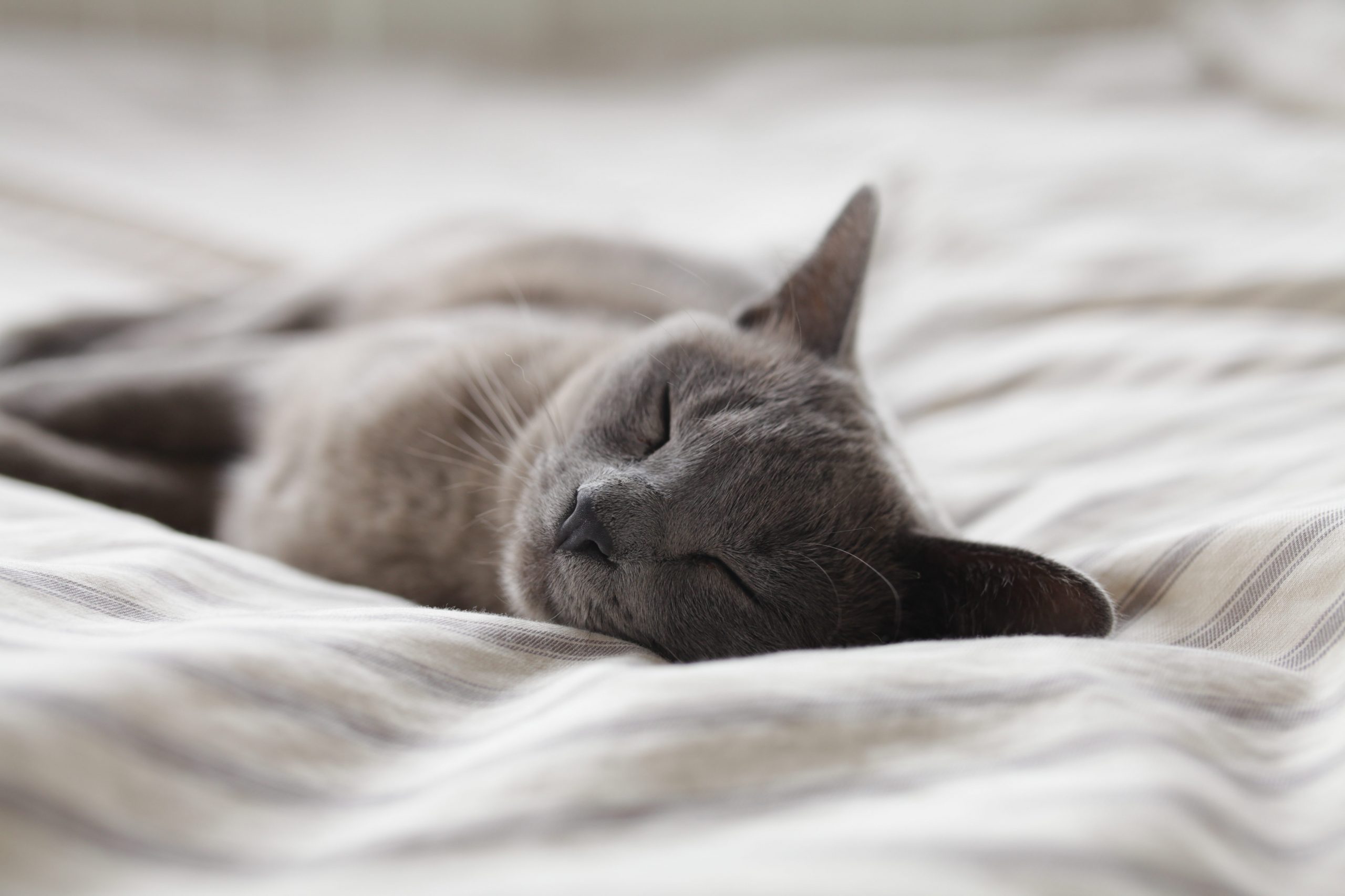 Identificato in Piemonte il primo caso di variante inglese in un gatto
