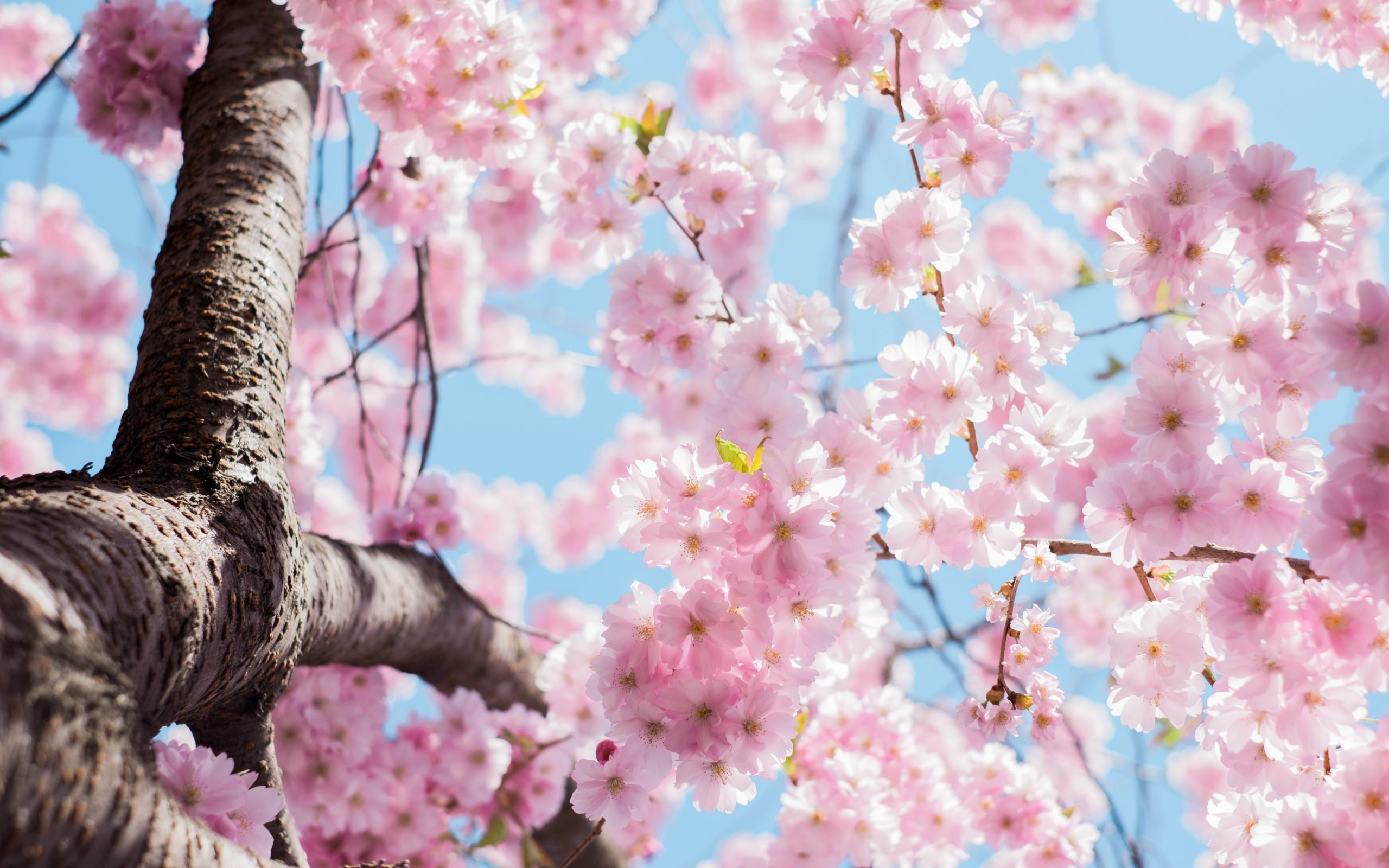 Il 20 marzo 2021 è il primo giorno di primavera