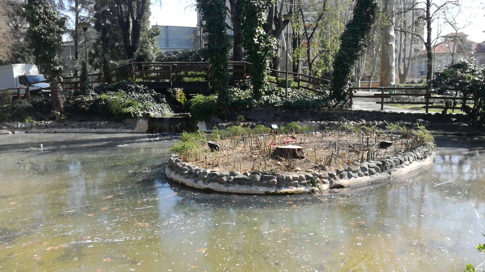 Tagliato il salice al laghetto dei giardini. Comune al M5S: “Danneggiato ad agosto, non più recuperabile”