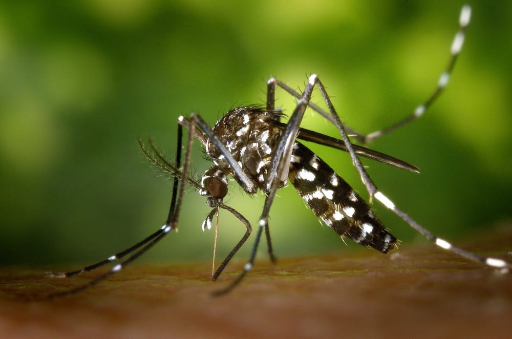 Aumentano i casi di dengue nel 2024. Focus spiega perché e come si può contrastare