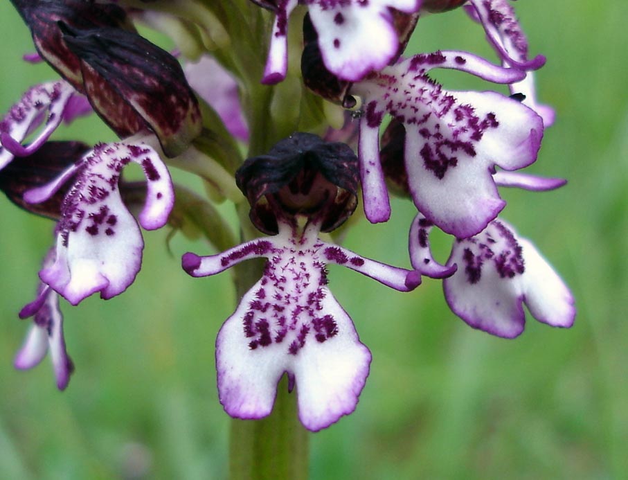 Prendersi cura del territorio e della biodiversita: il Progetto Lifeorchids