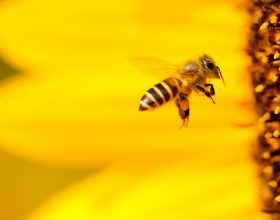 “Bee free”: lo speciale di Radiogold per la giornata mondiale delle api
