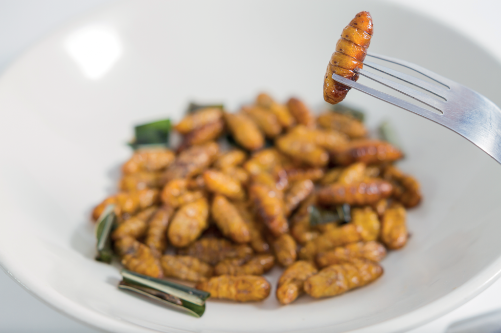 Via libera dell’Europa agli insetti come cibo: arriva la tarma della farina