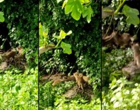 Sorpresa in un giardino di Pecetto per una cucciolata di volpi