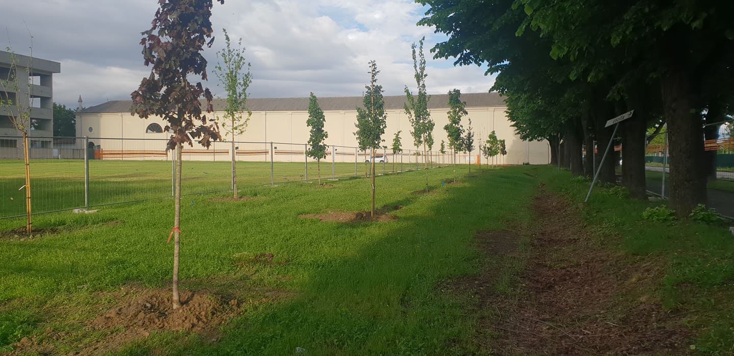 Ad Alessandria anche in futuro piccoli interventi di piantumazione: costituito un gruppo di lavoro
