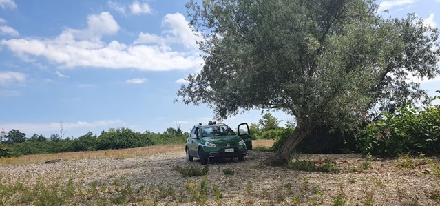 Abbattono piante in un bosco a Frassinello con un escavatore: multe per 1500 euro