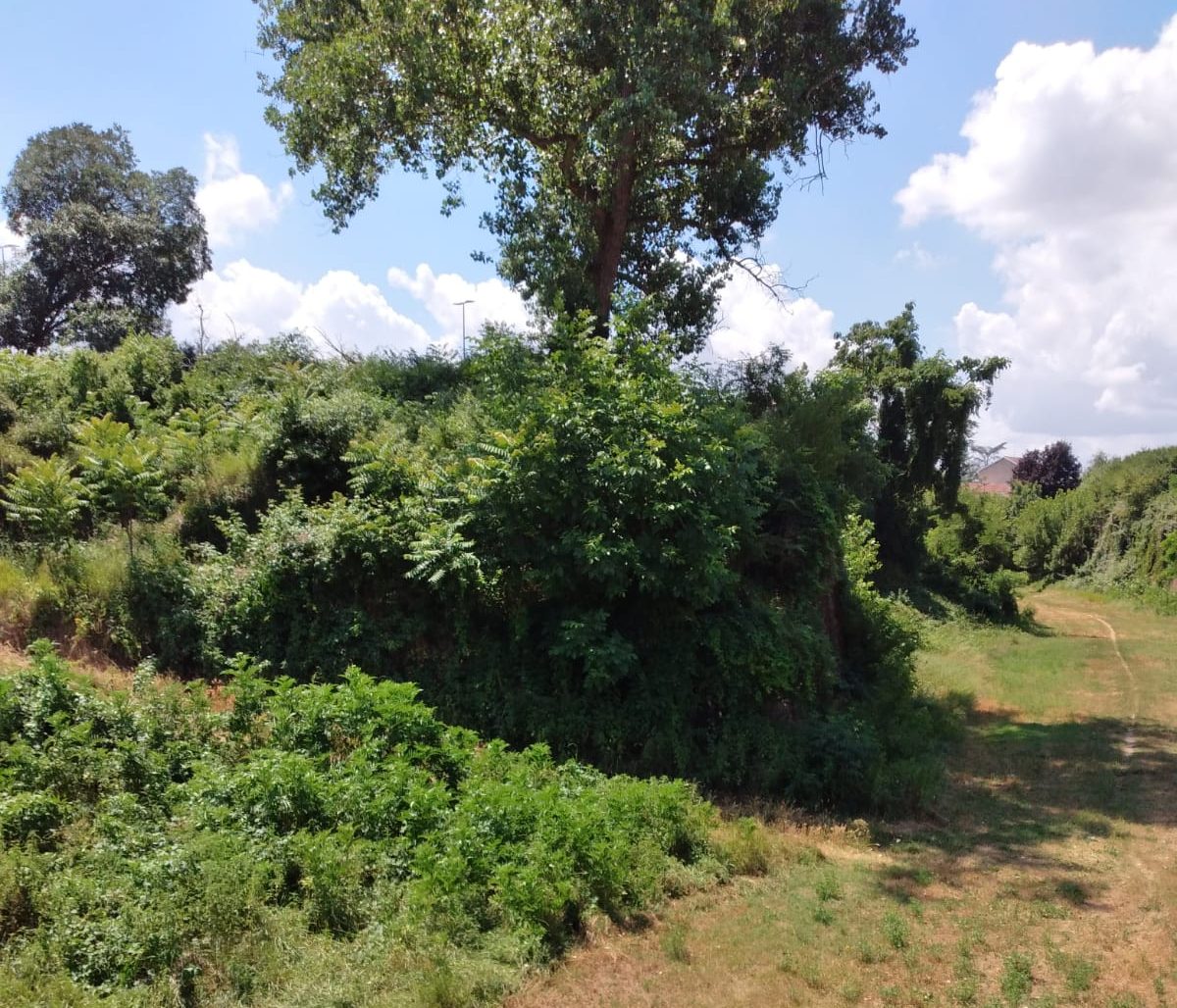 Bastioni della Cittadella stritolati da rovi e rifiuti: Sciaudone reclama interventi di recupero