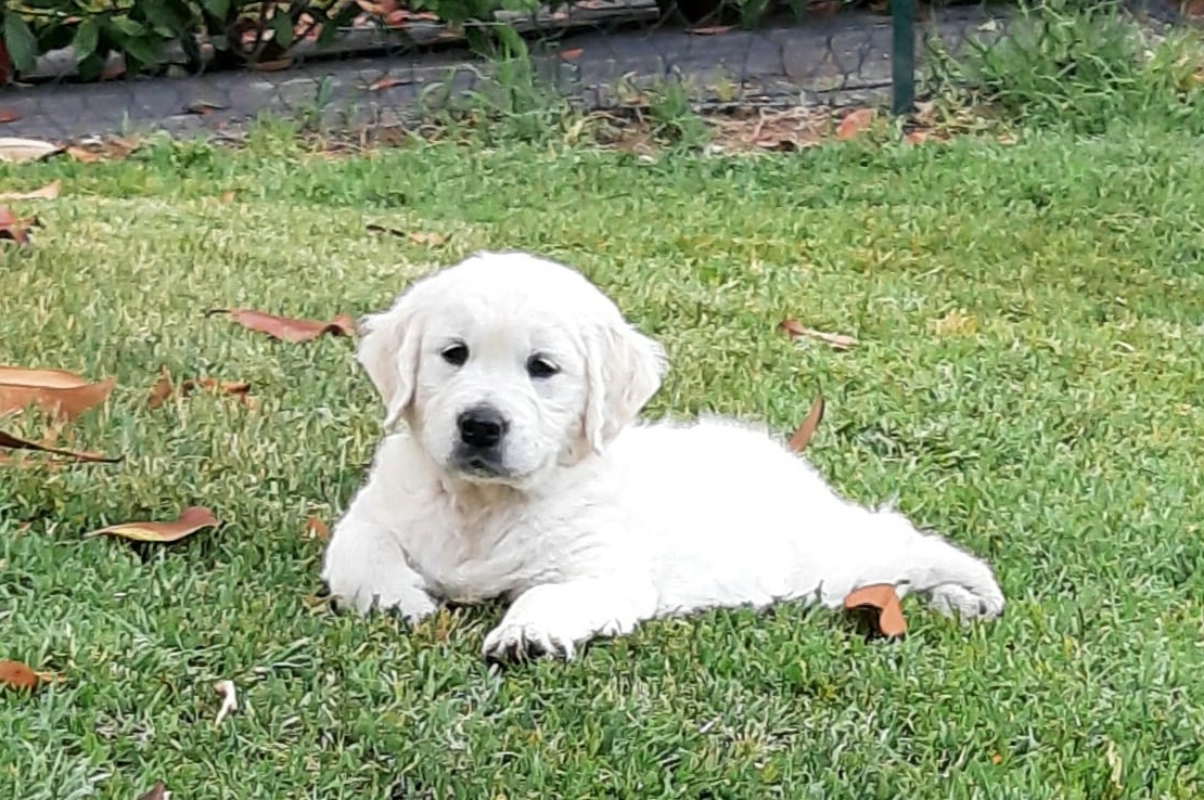 Una allevatrice di Volpedo esaudirà il desiderio di Angelo: “Un piccolo golden retriever sarà suo”
