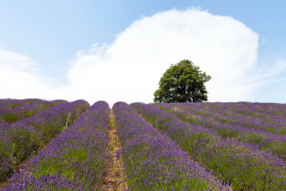 Distese di lavanda da ammirare anche in provincia: i 10 borghi migliori dove trovarla