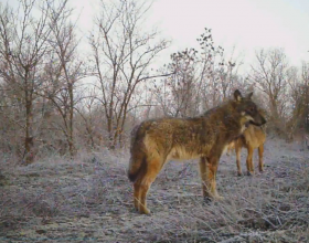Il video del branco di lupi ripreso lungo l’Orba ispira una tesi