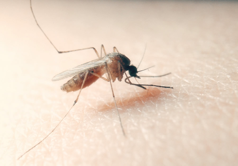Dengue a Pavia: un uomo positivo al virus, scattano le disinfestazioni