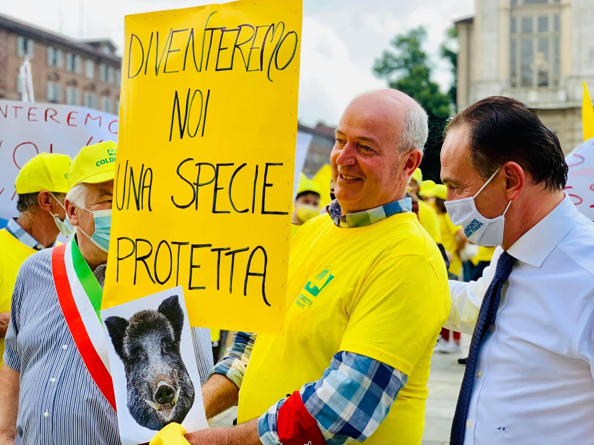 Agricoltori e cinghiali: “Se continua così la specie protetta saremo noi”