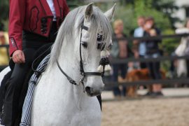 Festa Andalusa a Rivanazzano: paella, sangria e spettacoli equestri
