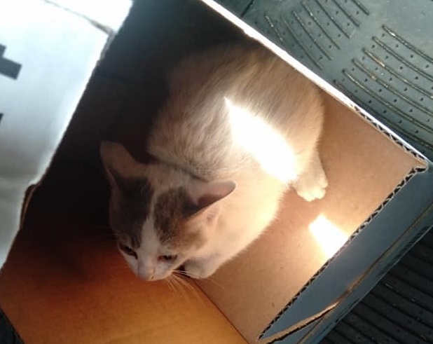 Gatto incastrato nel motore di un’auto ad Alessandria: estratto sano e salvo da un Ispettore Ambientale