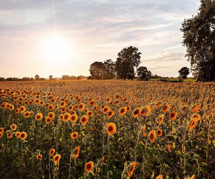 Cosa fare in provincia di Pavia. Gli eventi di domenica 4 luglio