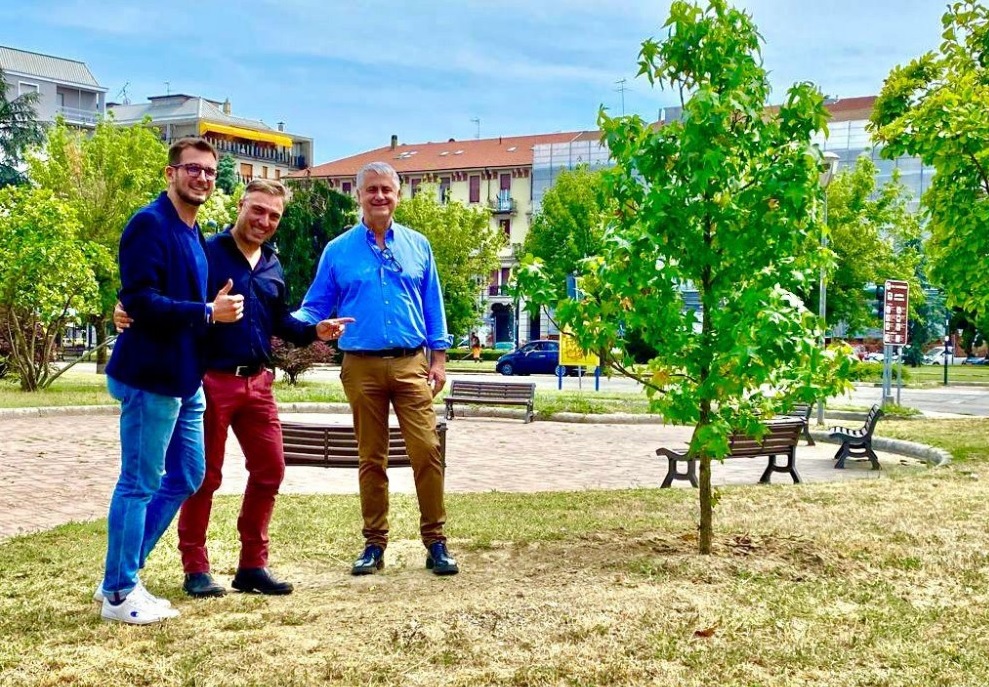 Un nuovo albero in piazza Matteotti di Alessandria
