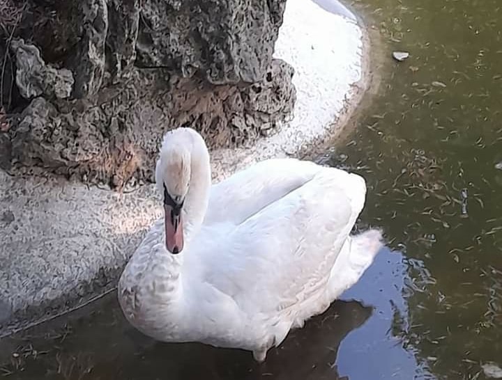 Morto il cigno Lola a Ovada: “Ucciso dalla stupida irresponsabilità di chi l’ha ingozzata di cibo”