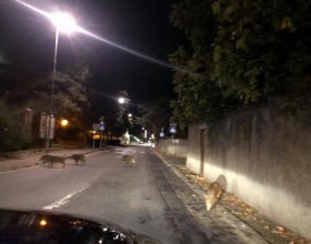 Una ventina di cinghiali lungo le strade di Ovada: “Evento che si ripete da tempo”