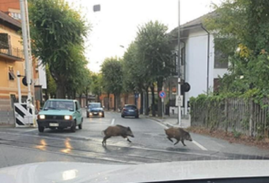 Segnalati altri cinghiali a Ovada, questa volta in corso Saracco