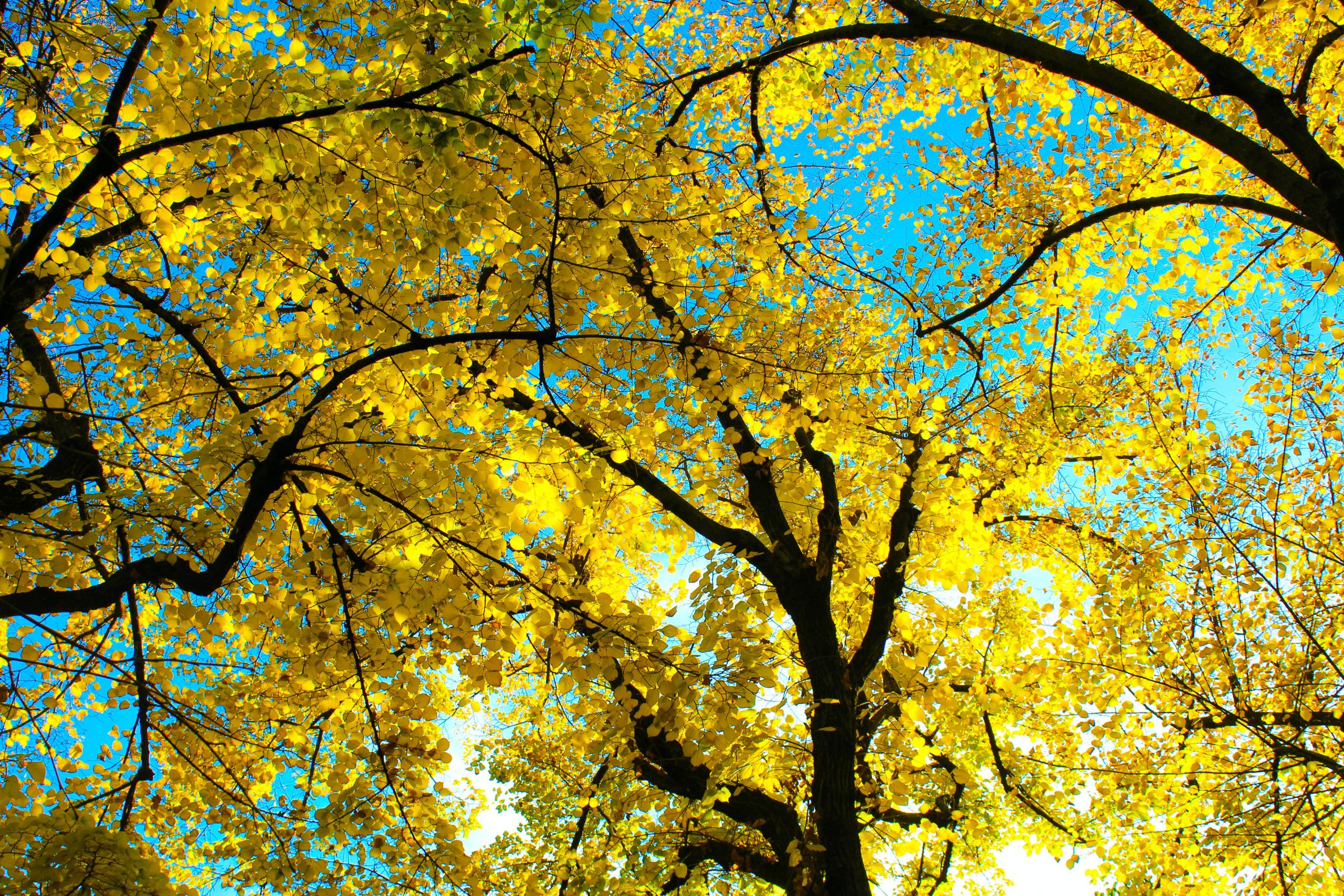 Foliage in Piemonte 2021: cinque mete davvero imperdibili