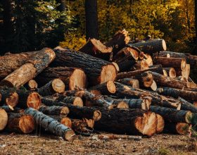 Raccoglieva e tagliava legna illegalmente a Ottiglio: denunciato 46enne