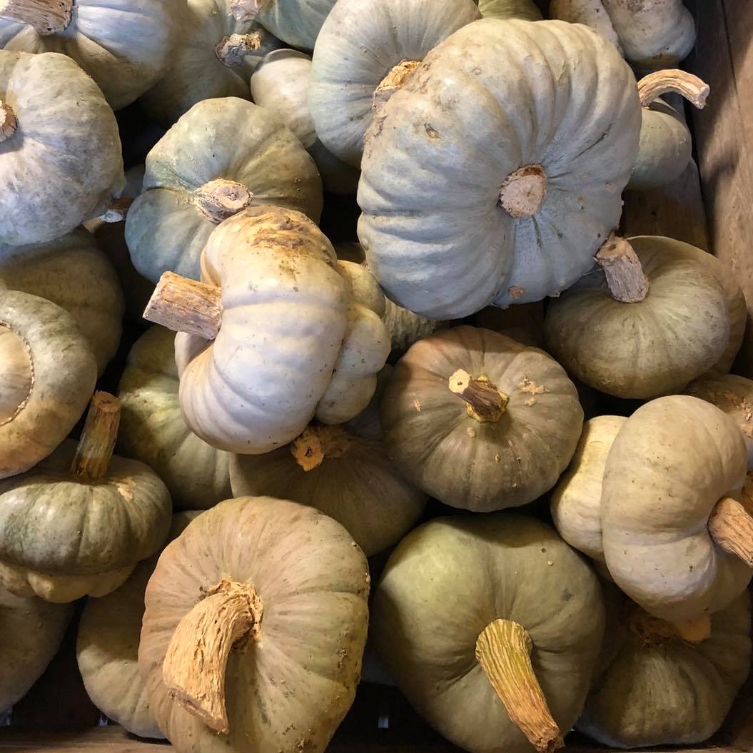 Halloween: come preparare una lanterna con una zucca bertagnina
