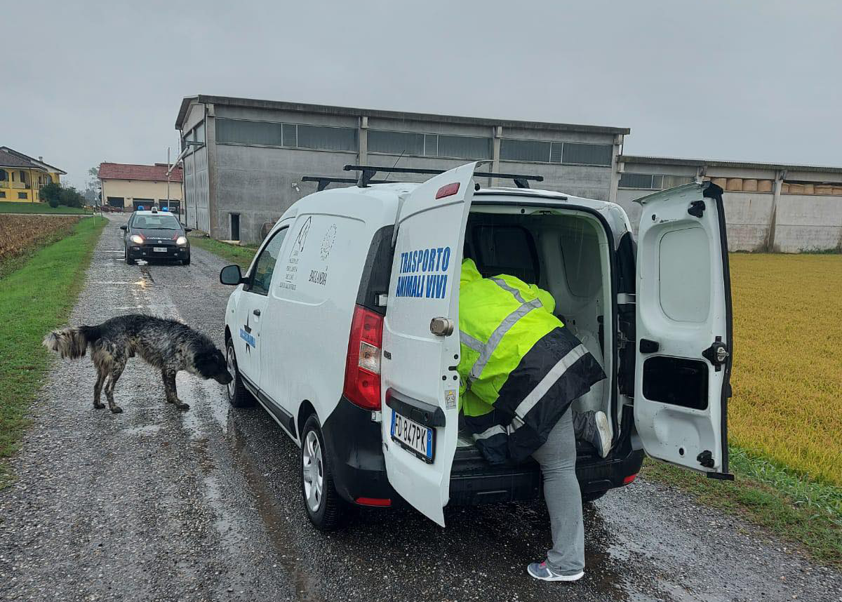 Cane infreddolito e impaurito messo al sicuro dai Carabinieri: per Tommy già molte richieste di adozione