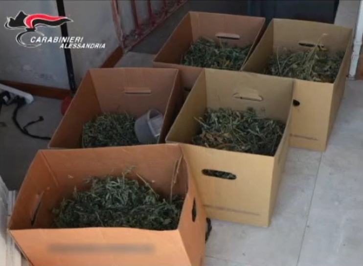 Rubano al supermercato e poi aggrediscono l’addetto alla sicurezza. In casa avevano anche 200 piante di marijuana