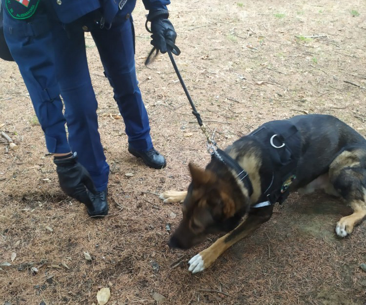 Attività antidroga ai giardini della stazione: Polizia Locale e Orso Grigio recuperano oltre 100 grammi di stupefacenti