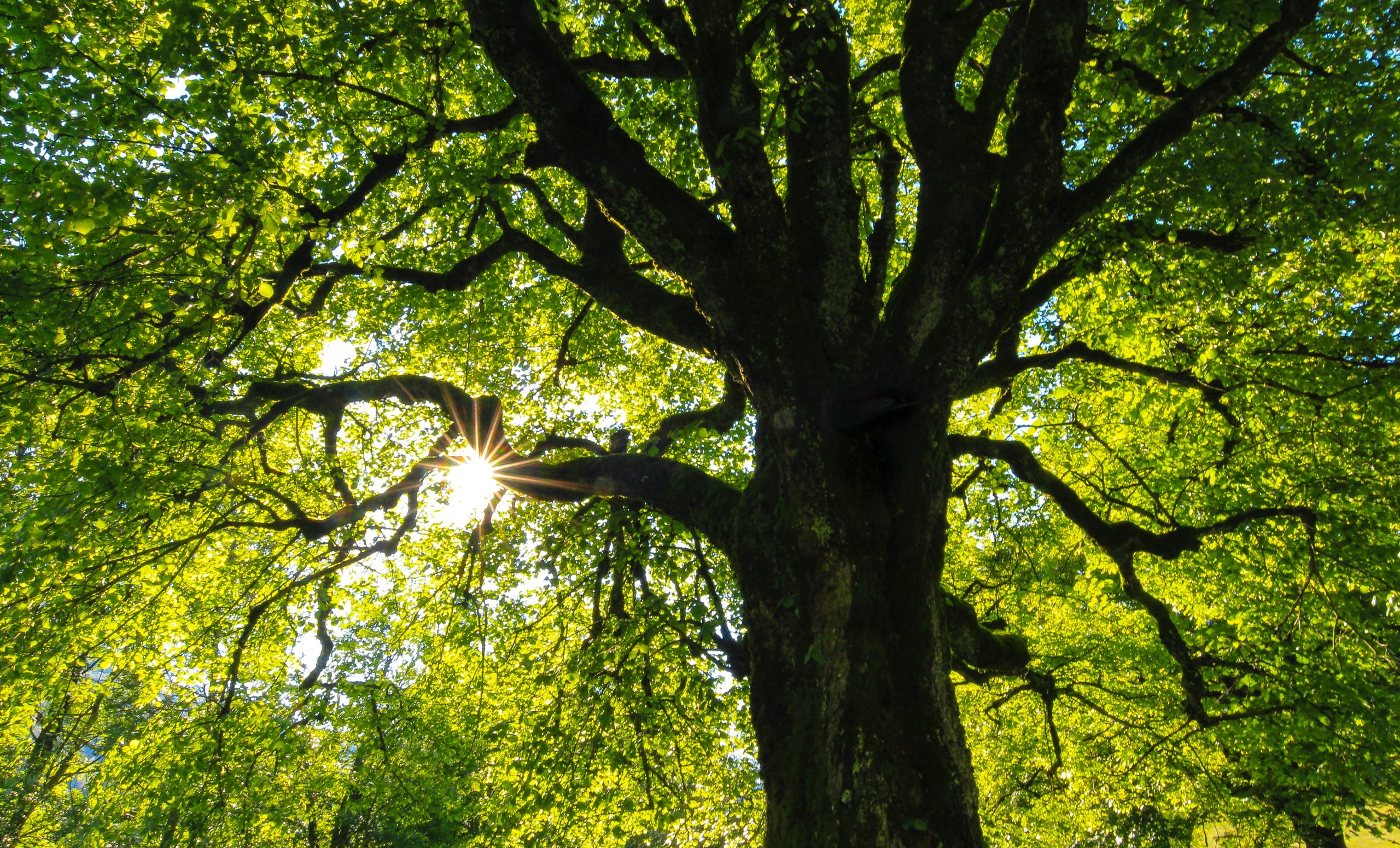 Coldiretti preoccupata per la siccità: creiamo oasi mangia smog e piantiamo più alberi
