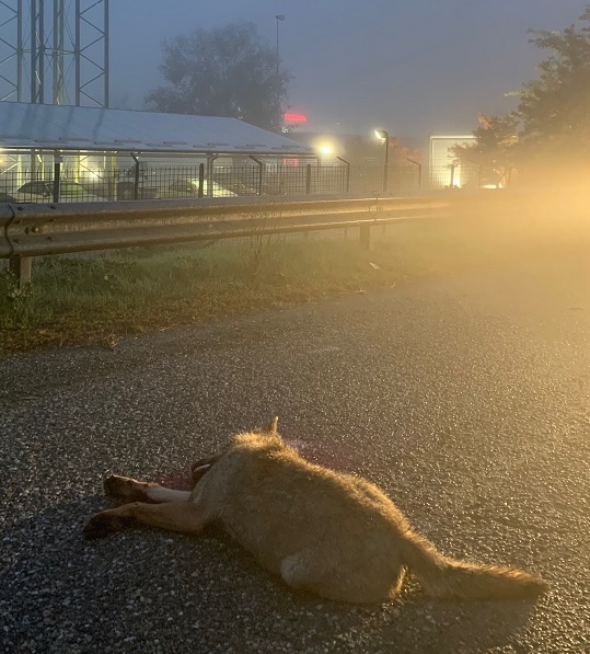 Lupo investito lungo la tangenziale di Alessandria