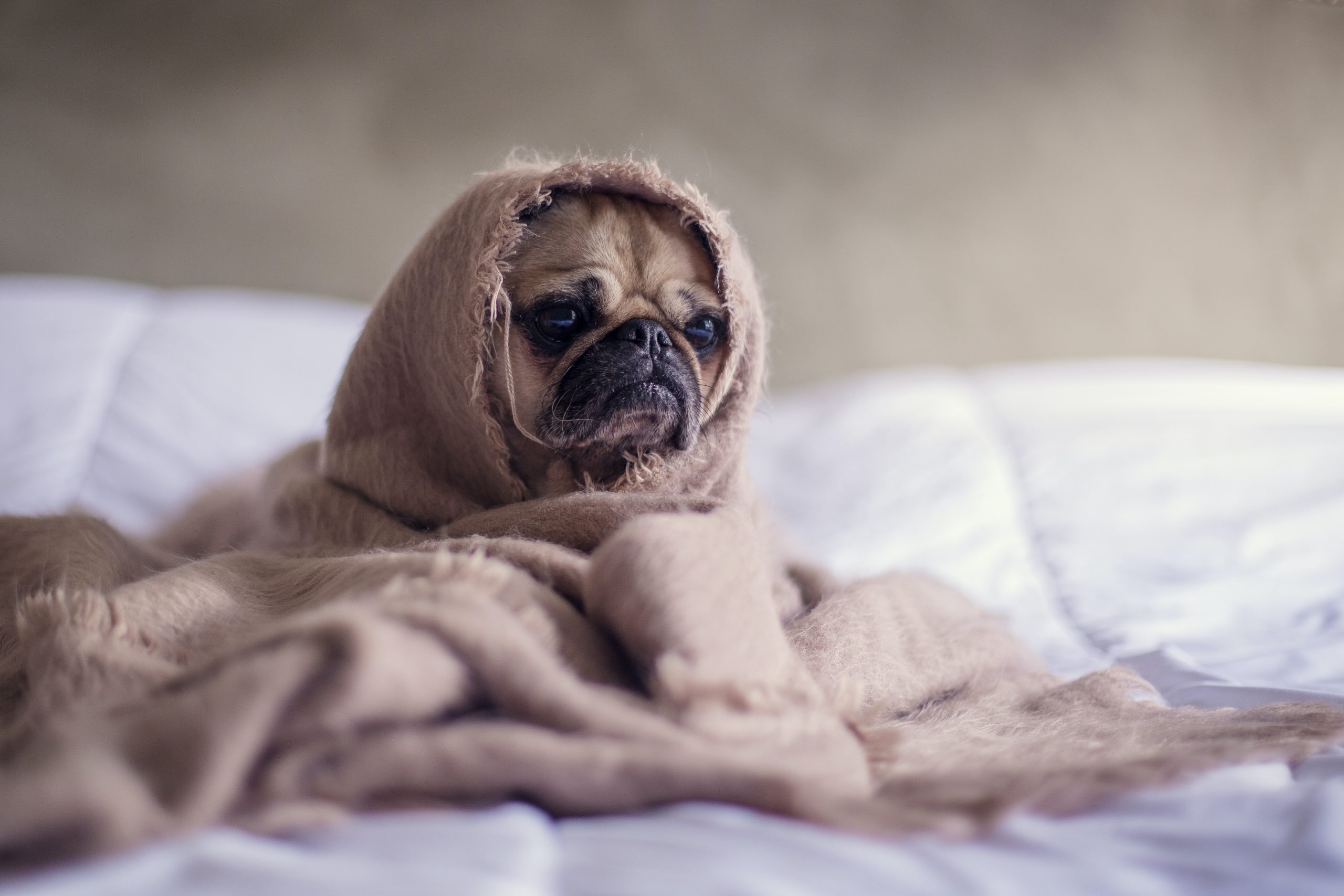 Come proteggere i nostri amici animali dai botti di Capodanno