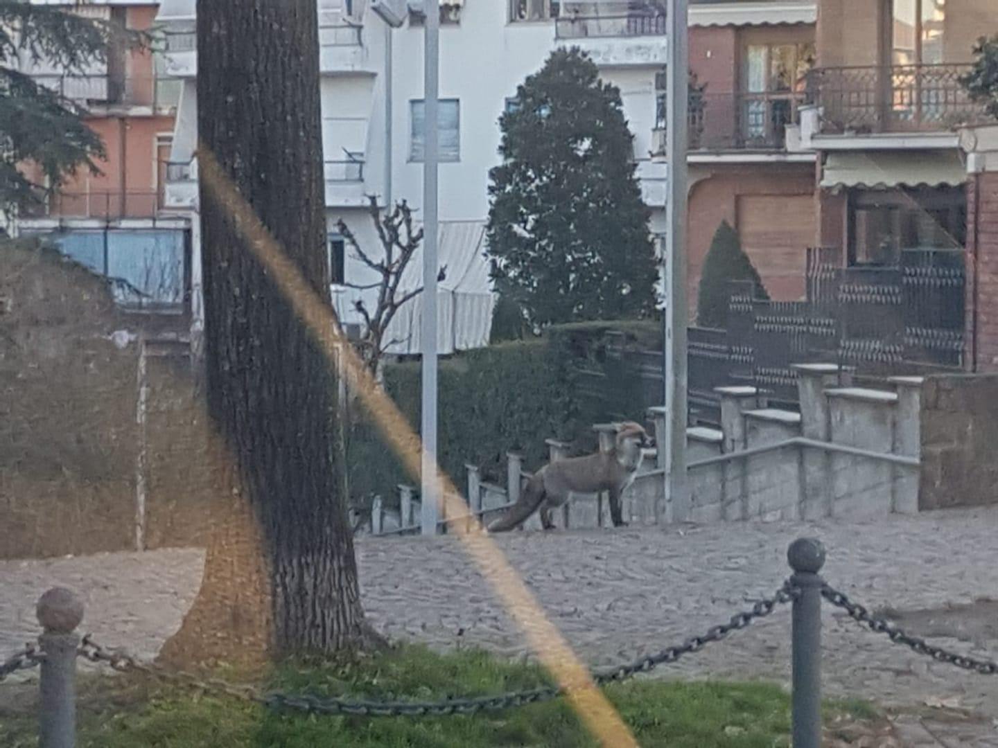 Una volpe si aggira per via Camurati a Valenza