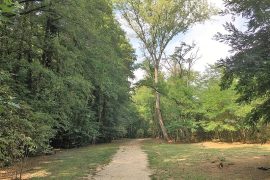 Tre escursioni guidate con gli Amici del Bosco al Parco della Vernavola