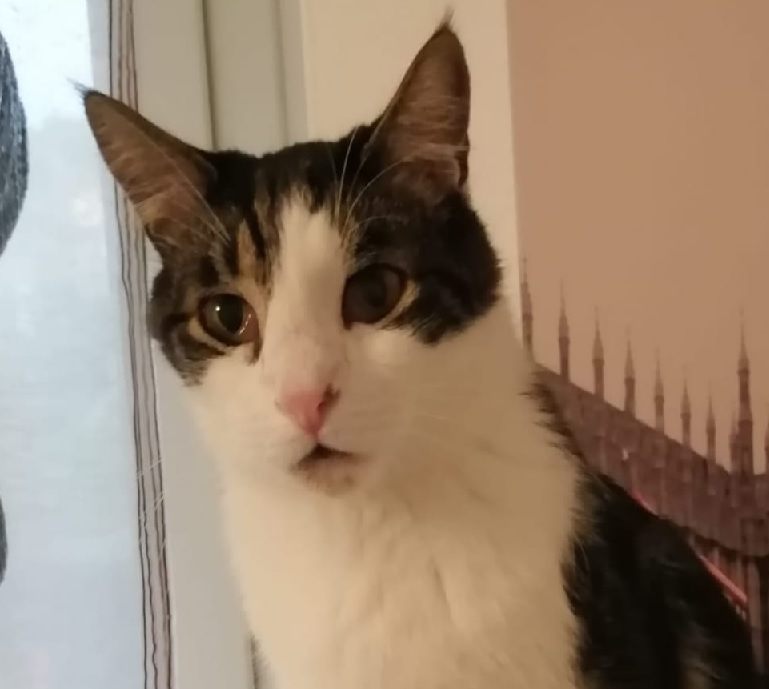 L’appello di una famiglia di Casale per ritrovare il gatto Snoopy