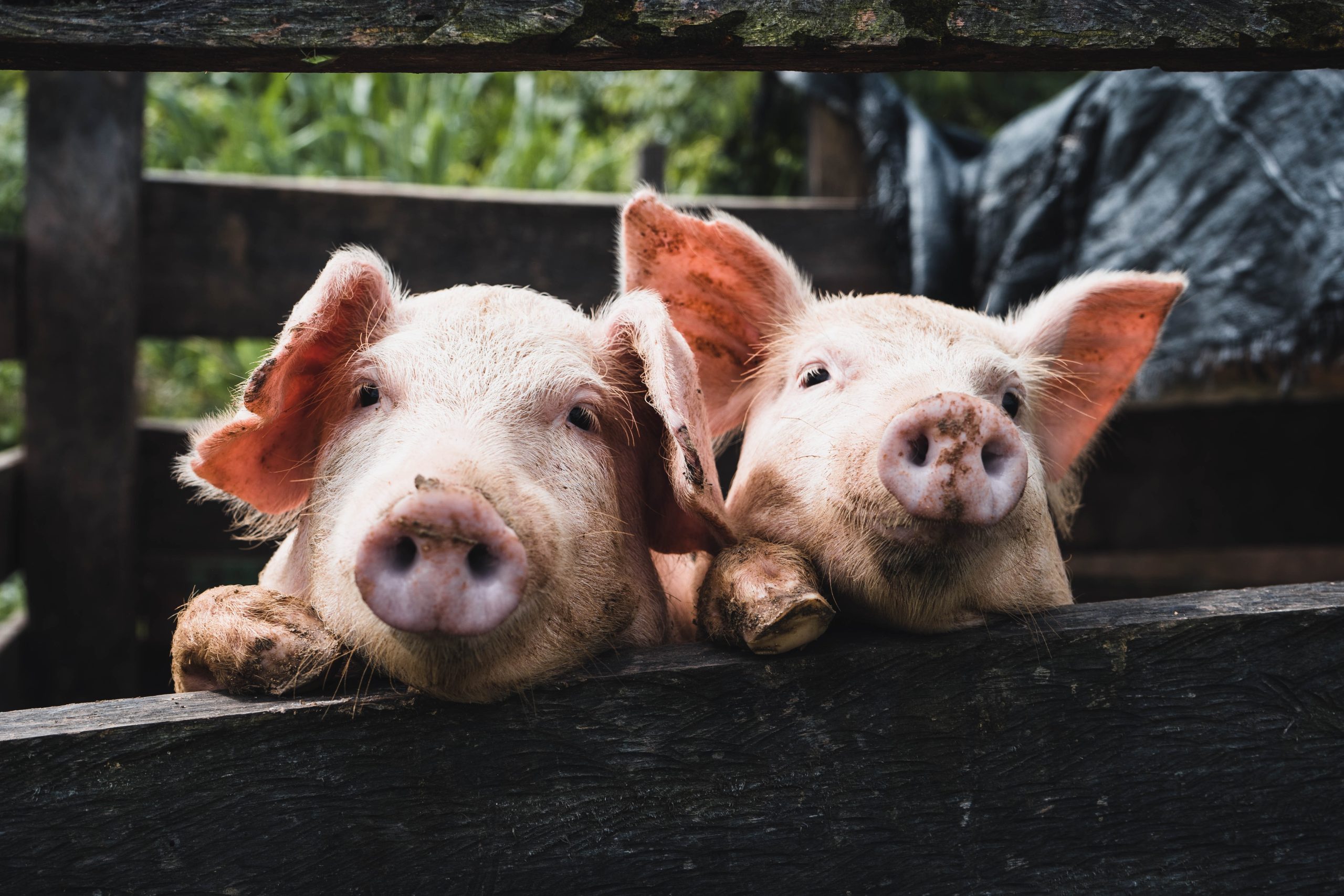 Alcuni macelli respingono la carne suina piemontese: la rabbia di Coldiretti