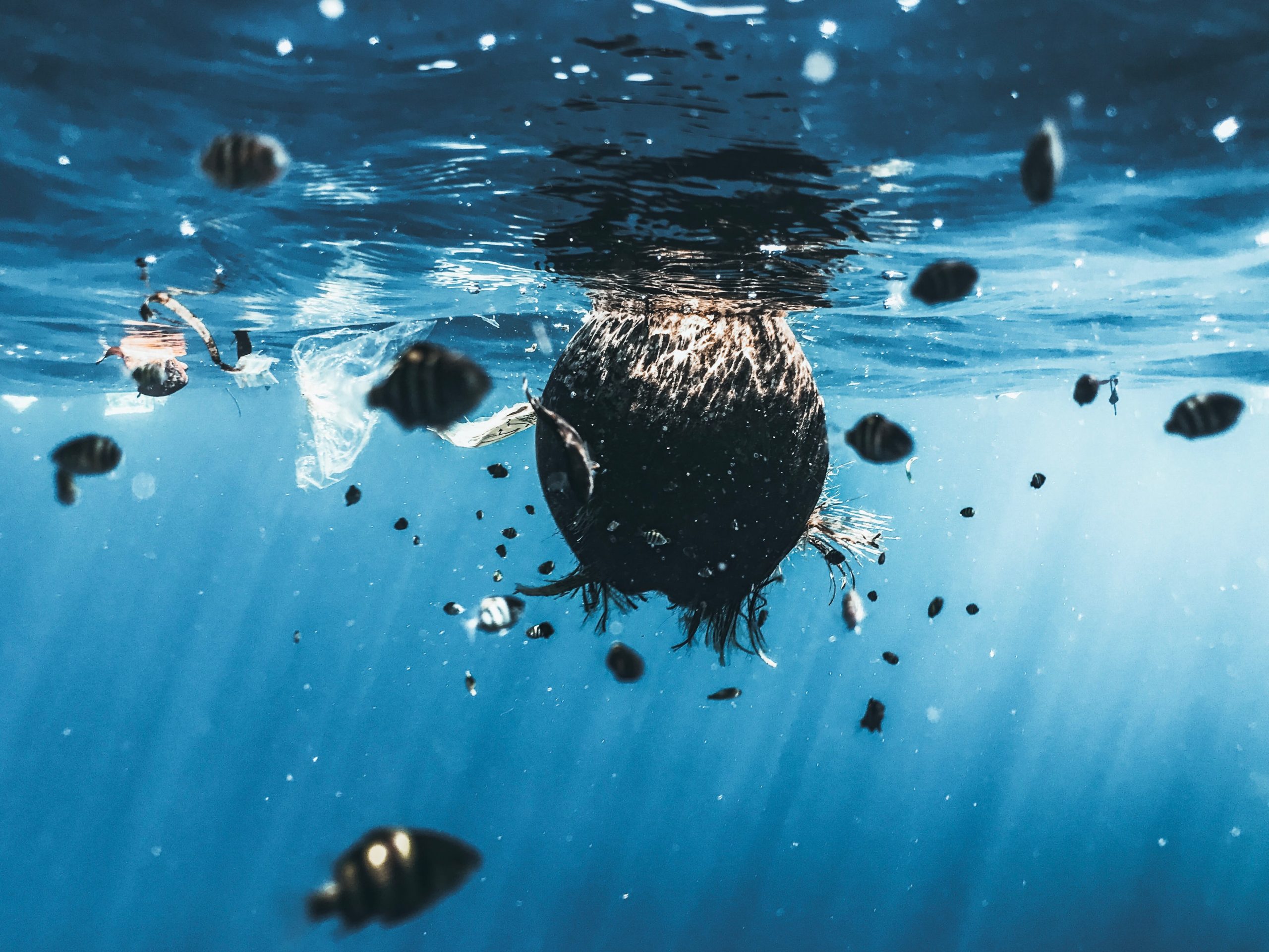 Dal 14 gennaio anche in Italia stop alla plastica usa e getta