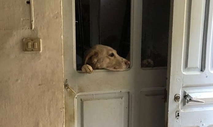 Denutrita e abbandonata: Carabinieri e Asl salvano una cagnolina di 2 anni