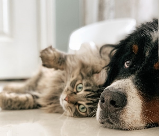 “Pet Love”: su RadioGold la trasmissione e il concorso che raccontano l’amore per gli animali