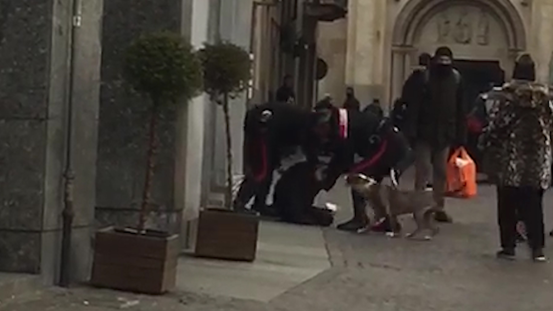 Aizzò i cani contro i Carabinieri: convalidato l’arresto e animali in canile