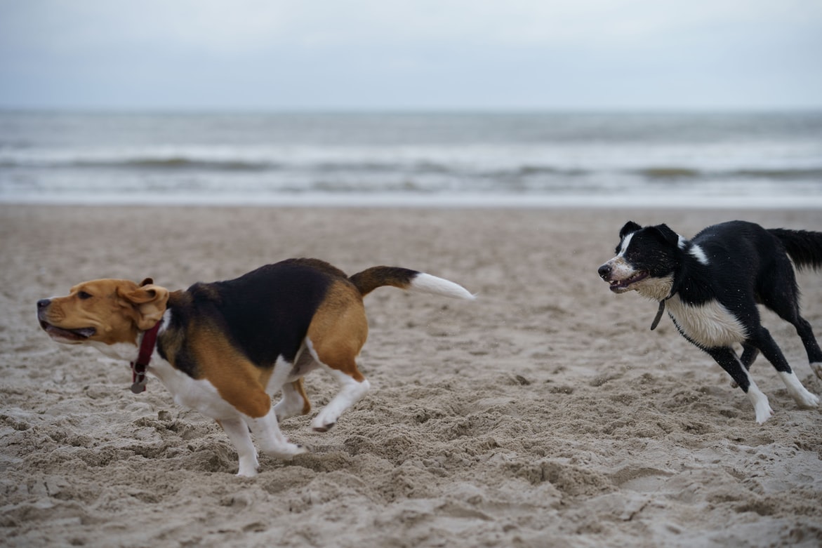 Pet Love: come capire quando tra cani “non è più un gioco”