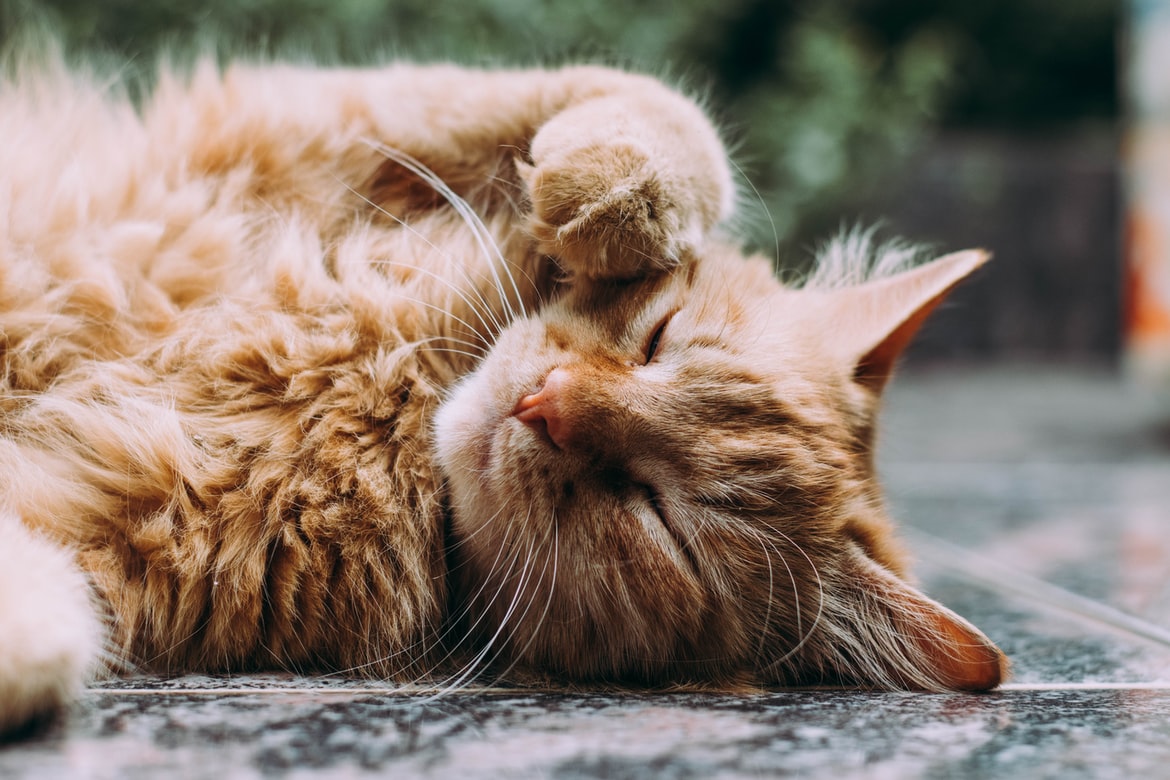 Pet Love: giochi divertenti da fare insieme ai vostri amici gatti