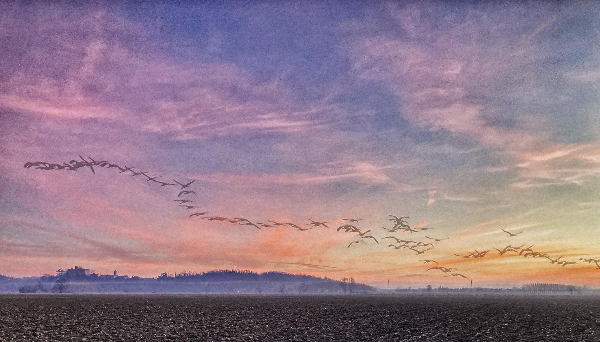 L’elegante volo delle gru nei cieli della provincia di Alessandria