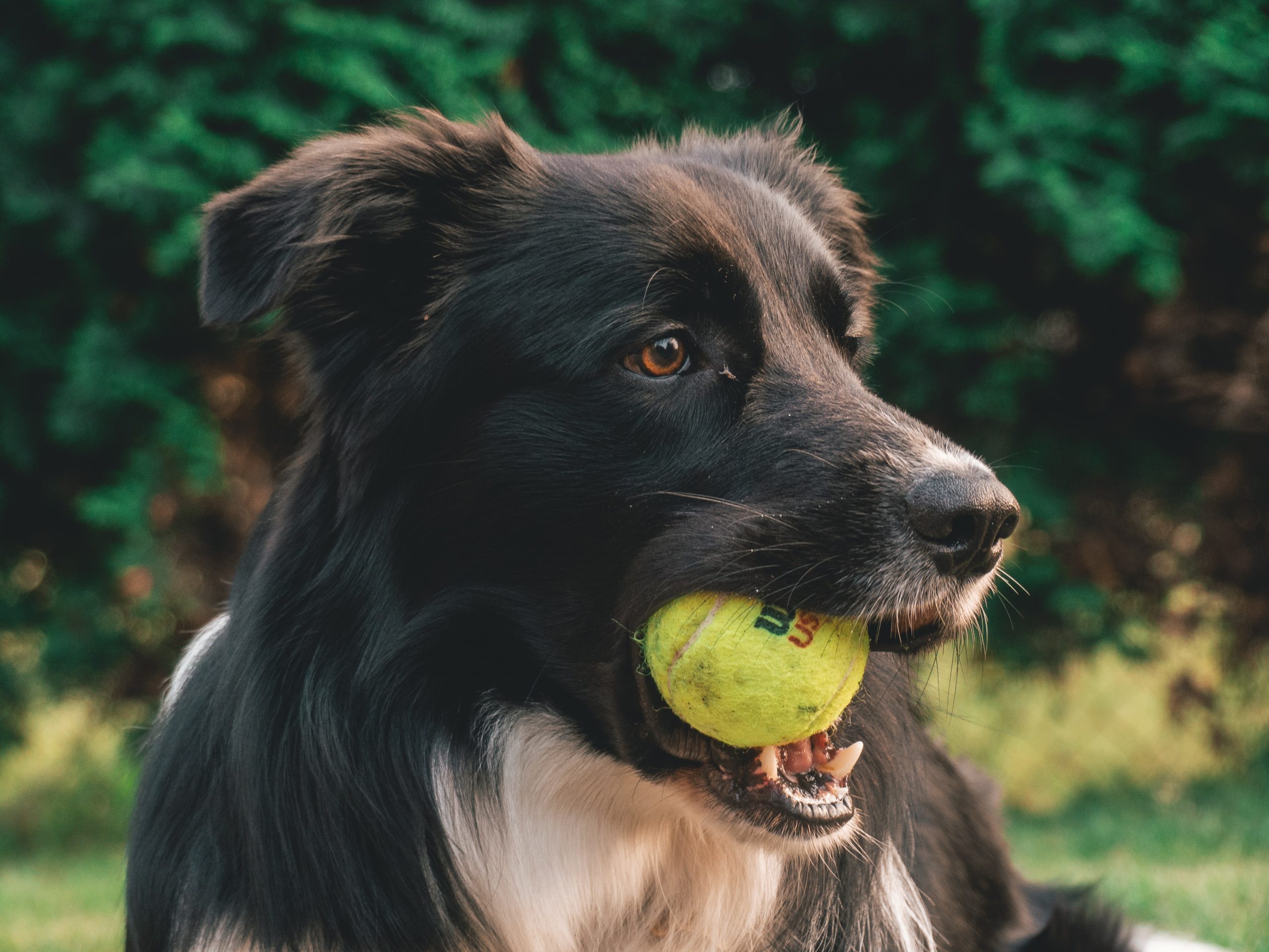 Pet Love: come far felice il vostro cane giocando
