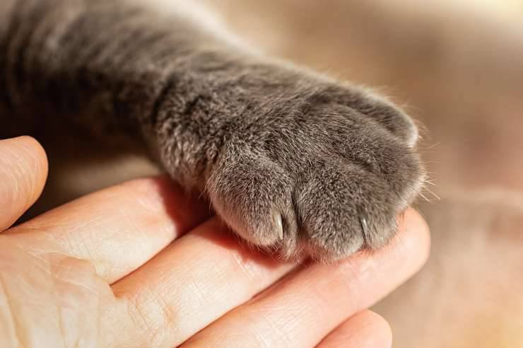 I cani e gatti di Marisa accuditi da Antoher chance ma “serve l’aiuto di nuovi volontari”
